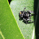 Jumping Spider (Bold Jumper)