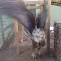 Great horned owl