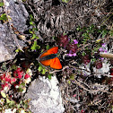 Scarce Copper \Червонец огненный