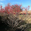 Winterberry