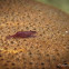 Commensal Shrimp, Sea Star Shrimp