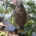 Rock Bass