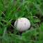 Spiny Puffball