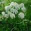 Branca ursino. Common Hogweed