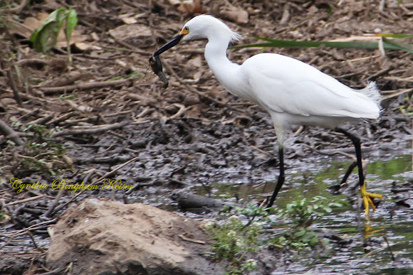 Spotting Image 1