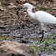 Snowy Egret
