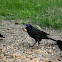 Common Grackle