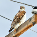 Ferruginous Hawk