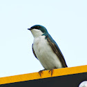 Tree Swallow