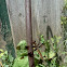 Common Whitetail dragonfly