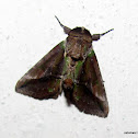 Moth