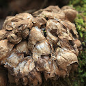 Dinosaur Egg Mushroom