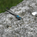 Blue-fronted Dancer