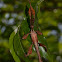 Spiny Leaf Insect (male)