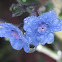 Florecillas