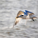 Sandwich Tern