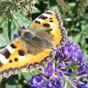 Small Tortoiseshell