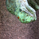 Ladybug