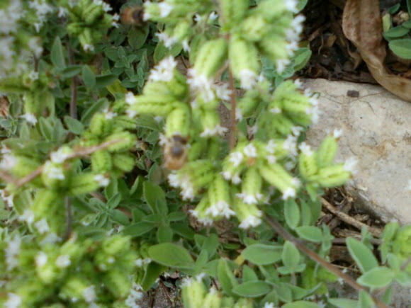 Spotting Image 1