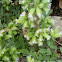 oregano
