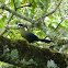 White-cheeked Turaco