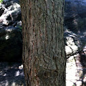 Eastern hemlock