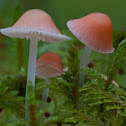 Scarlet Bonnet