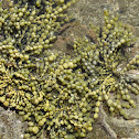 Hormosira Banski