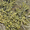 Hormosira Banski