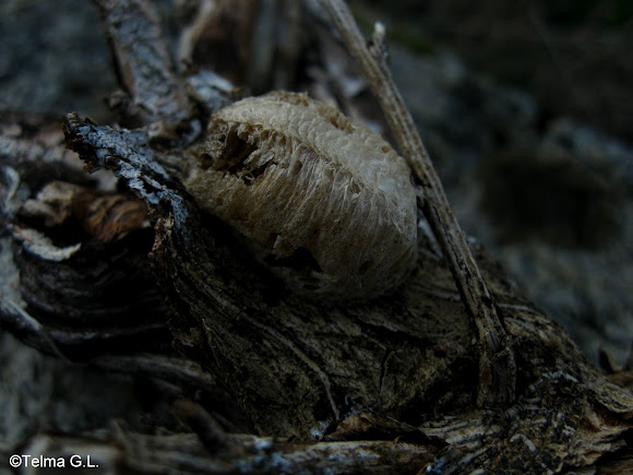 Spotting Image 1