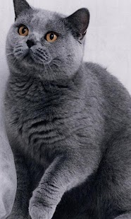 How to install Russian Blue Cat Wallpapers patch 1.0 apk for laptop