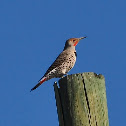 Northern FLicker