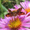 Peck's Skipper Butterfly