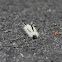 Hickory Tussock Caterpillar