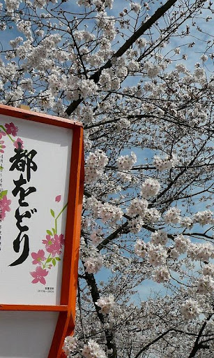 京都八坂円山公園桜写真集2011年春