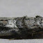Blister Coneworm Moth