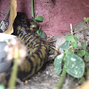 Tiger Salamander