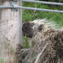 porcupine