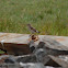 Northern Wheatear