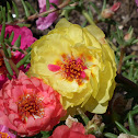 Moss Rose