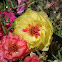 Moss Rose
