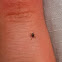 Tick