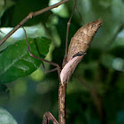Praying Mantis