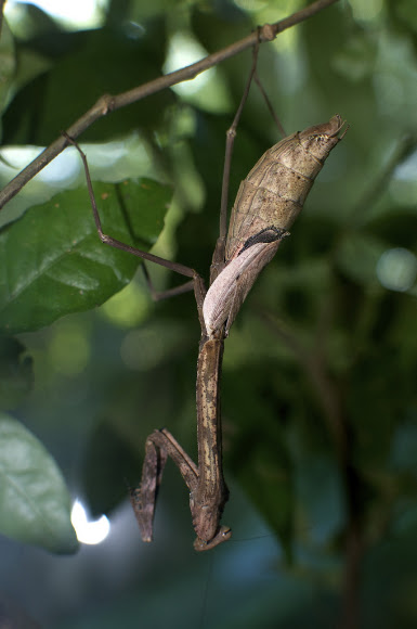 Spotting Image 1