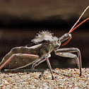 Wheel (Assassin) Bug