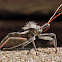 Wheel (Assassin) Bug