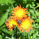 Orange Hawkweed