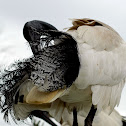 Australian White Ibis