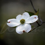 W.P. Wes Smith - WNC Mountain Photography