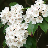 W.P. Wes Smith - WNC Mountain Photography